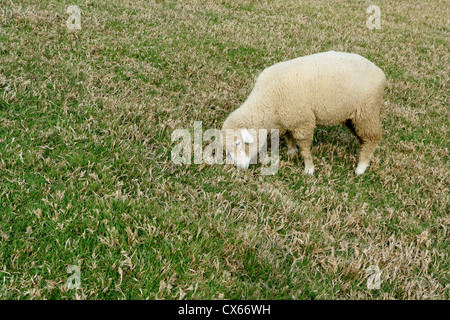Cingjing Farm, Nordtaiwan, 29. März 2010. Schafe weiden auf Cingjing Farm, eine touristische Attraktion in Taiwan. Stockfoto