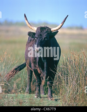 Hausrinder. Schwarzer Kampfbulle (Bos primigenius stier), schwarzer Stier auf der Weide. Camarague, Frankreich Stockfoto