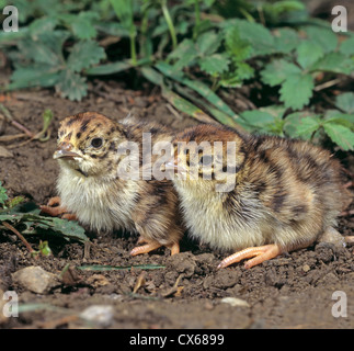 Grey Partridge, grau Rebhuhn (Perdix Perdix) Stockfoto