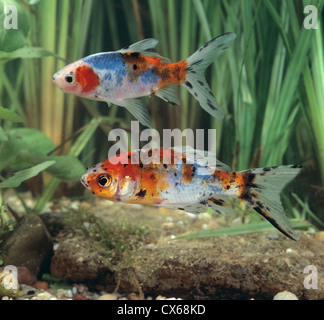 Shubunkin Goldfisch (Carassius Auratus) Stockfoto