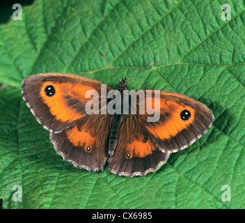Gatekeeper, Hedge-Brown (Pyronia Tithonus, Maniola Tithonus) auf einem Blatt Stockfoto
