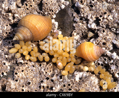 Hund Whelks (Nucella lapillus) Eier auf Seepocken legen Stockfoto