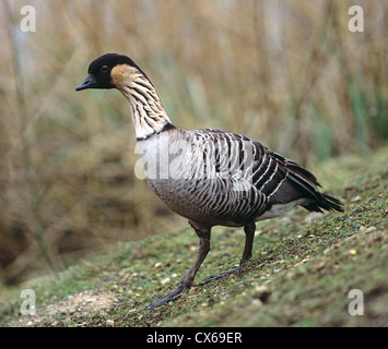 Nene Gans, hawaiianische Gans (Branta Sandvicensis), Erwachsene einen Abhang hinunter wandern Stockfoto