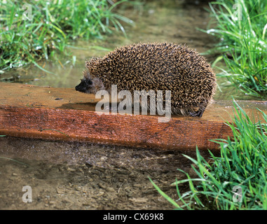 Europäische Igel (Erinaceus Europaeus) über einen Bach auf einem Holzbrett Stockfoto