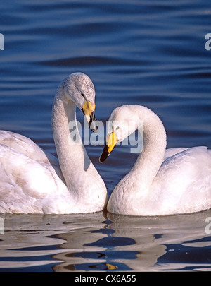 Singschwan (Cygnus Cygnus) Stockfoto