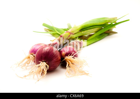Roten Zwiebeln auf einem weißen Hintergrund Stockfoto