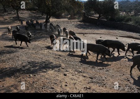 Pata Negra, iberische Schweine traben im Staub auf dem ausgetrockneten trockenen, heißen Sommertag Encina Eiche Bäume, Sierra. Stockfoto