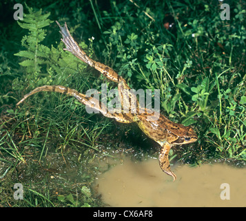 Seefrosch, Grasfrosch (Rana Temporaria), Erwachsene springen in einen Teich Stockfoto