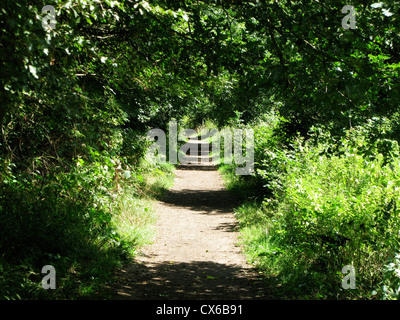 Schmalen Pfad, Steig durch Bäume, Sonne und Schatten, Gehweg. Stockfoto
