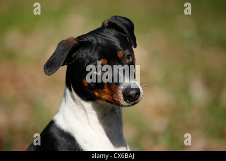 Dansk Svensk Gaardshund Stockfoto