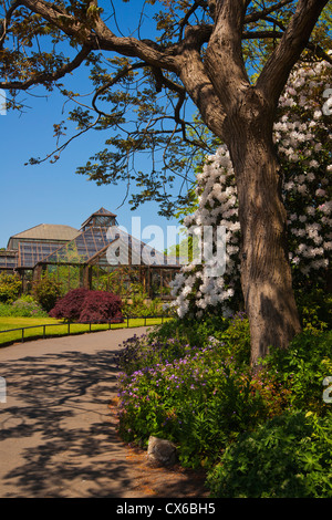 Botanic Gardens, Glasgow, Frühlingsfarben, sonnig; Strathclyde Region; Schottland Stockfoto