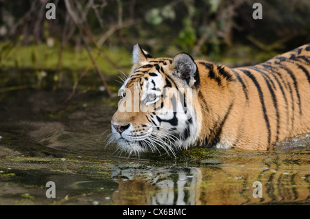 Baden-tiger Stockfoto