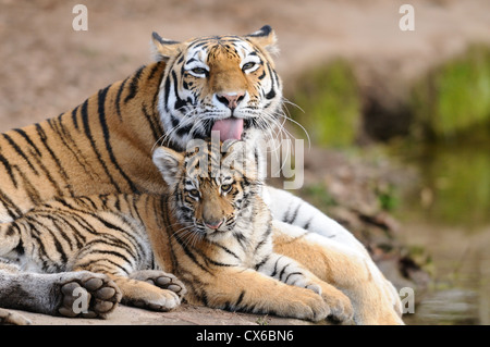 Tiger Stockfoto