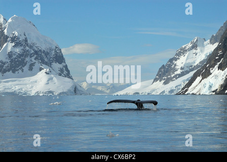 Humpback Whale tail Stockfoto