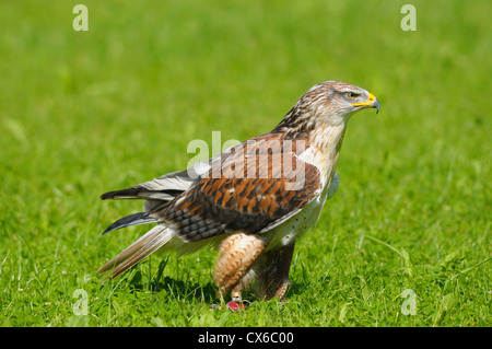 eisenhaltiger Falke Stockfoto