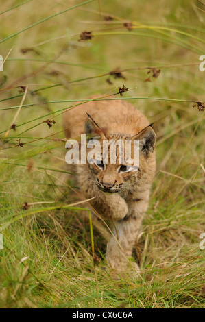 Junge lynx Stockfoto