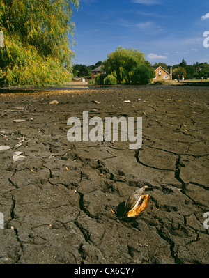 Ausgetrockneten Teich und tot Süßwasser Muschel. West End, Esher, Surrey, England. Stockfoto