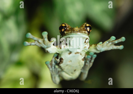 Amazon Milch Frosch Mission Golden eyed Treefrog Stockfoto