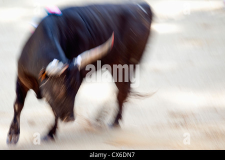 Ein Stier in einer arena Stockfoto