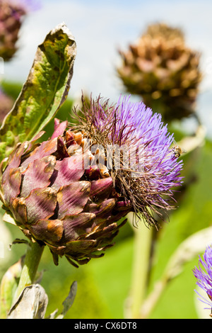 Karde, Cynara Cardunculus var. Scolymous oder Artischocke Mariendistel, ein Kandidat für die Biodiesel-Rohstoff Stockfoto