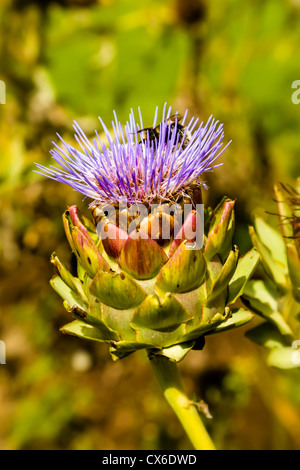 Karde, Cynara Cardunculus var. Scolymous oder Artischocke Mariendistel, ein Kandidat für die Biodiesel-Rohstoff Stockfoto