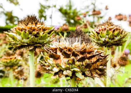 Die Karde oder Artischocke Mariendistel Cynara Cardunculus var Scolymus ist ein Kandidat für Biodiesel-Rohstoff Stockfoto