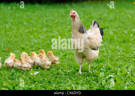 Huhn Stockfoto