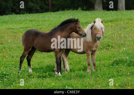 Welsh Ponys Stockfoto