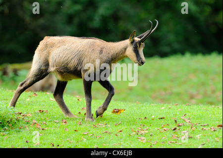 Pyrenäen-Gämse Stockfoto