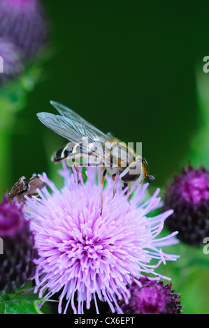 Eine Schwebfliege Fütterung auf eine Distel Blume UK Stockfoto