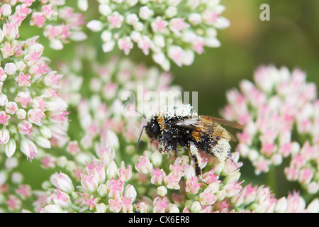 Pollen bedeckt Biene auf Blüte Stockfoto