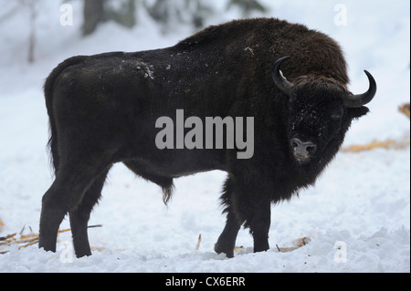 Wisent Stockfoto