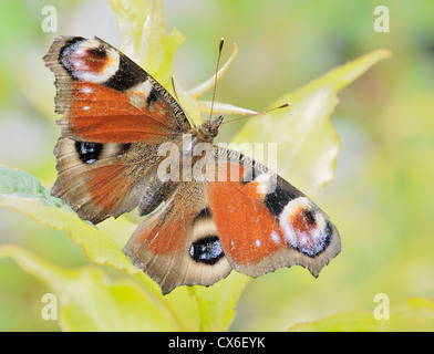 Makroaufnahme einer Schmetterling Pfau (Inachis Io) auf das grüne Blatt sitzen. Stockfoto