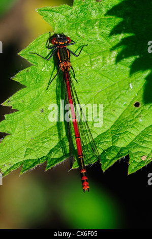 Eine große rote Damselfly auf ein Nesselblatt UK Stockfoto