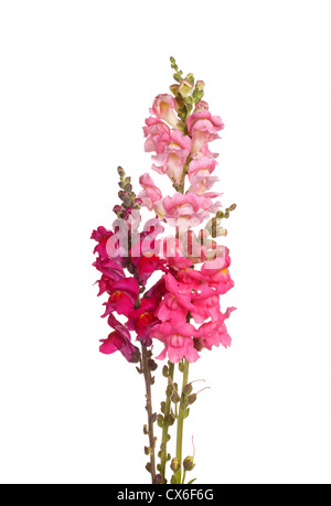 Drei Stämme mit gelb, rosa, rot und lila Blüten von Löwenmäulchen (Antirrhinum Majus) vor einem weißen Hintergrund isoliert Stockfoto