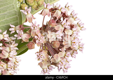 Nahaufnahme eines Clusters von Blumen gemeinsamen Seidenpflanze oder Schmetterling Blume (Asclepias Syriaca) vor einem weißen Hintergrund isoliert Stockfoto