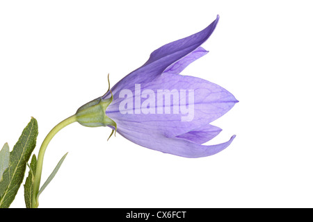 Lila Blüten und Blätter von einem Ballon Blume oder Glockenblume (Platycodon mehrblütigen) vor einem weißen Hintergrund isoliert Stockfoto