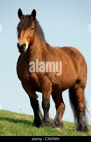 Ardennen-Pferd Stockfoto