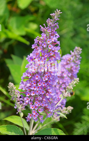 Sommerflieder - Schmetterlingsstrauch 04 Stockfoto