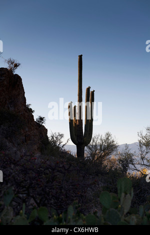 Ein Kaktus in der Wüste in der Abenddämmerung, Tucson, Arizona, USA Stockfoto