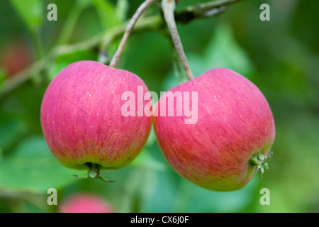 Malus "Striped Beauty". Crab Apple "Striped Beauty" wächst in einem englischen Obstgarten. Stockfoto