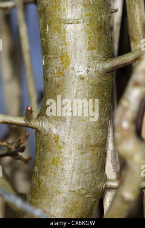 Midland Weißdorn Crataegus Laevigata Rosengewächse Stockfoto