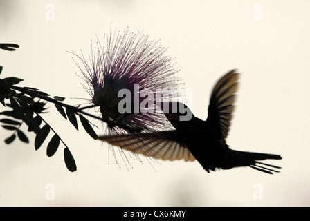 Grün-throated Kolibri Eulampis Carib holosericeus Stockfoto