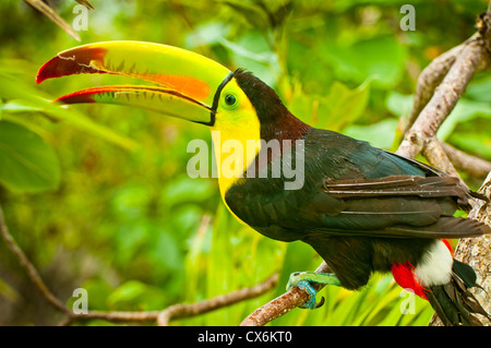Bunte Kiel - in Rechnung gestellt Toucan thront auf einem Ast im Regenwald, Riviera Maya, Mexiko Stockfoto