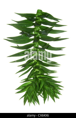 Monkey-Puzzle (Chile Kiefer) Araucaria Araucana (Araucariaceae) Stockfoto