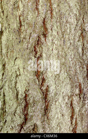 Gemeinsame Whitebeam Sorbus Aria Rosengewächse Stockfoto