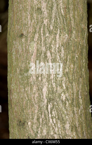 Wych Ulme Ulmus Glabra Ulme Stockfoto