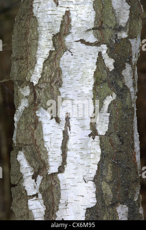 Birke Betula Pendel Betulaceae Stockfoto