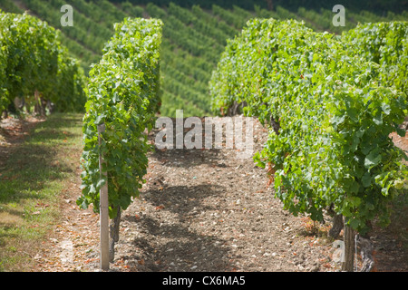 Weingut in Saint-Emilion, Gironde, Frankreich Stockfoto