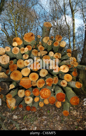 Gemeinsamen Erle Alnus Glutinosa Betulaceae Stockfoto